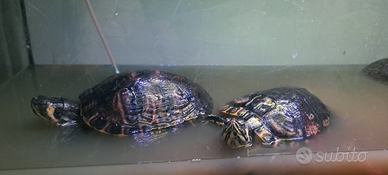 Tartarughe