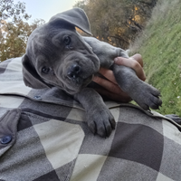 Cucciola Cane Corso grigia