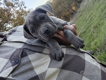 Cucciola Cane Corso grigia