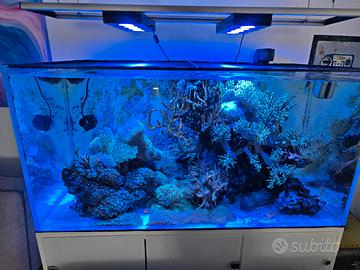 acquario marino tropicale completo