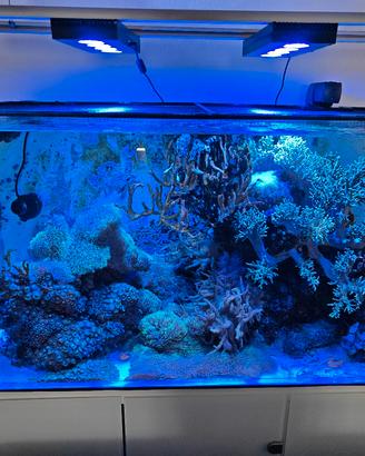 acquario marino tropicale completo