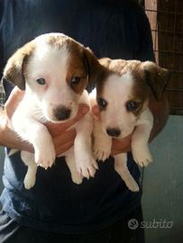 Jack Russell cuccioli maschi