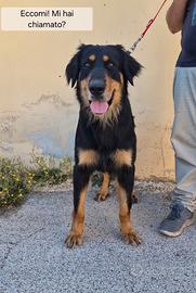 Cane hovawart in adozione