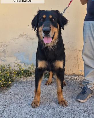 Cane hovawart in adozione