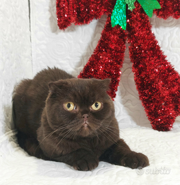 Scottish Fold Chocolat
