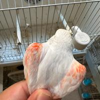 Canarine pronte per la cova