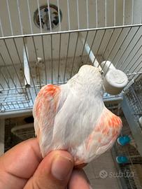 Canarine pronte per la cova