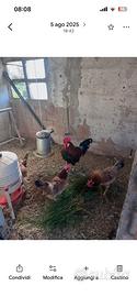 Gallina modenese