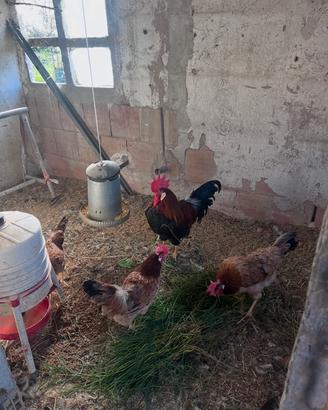 Gallina modenese