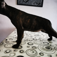 Staffordshire bull terrier