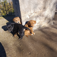 Incrocio rottweiler