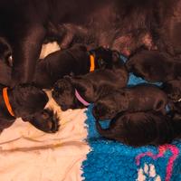 Cuccioli labrador neri