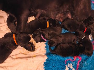Cuccioli labrador neri