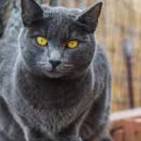 Si regala a malincuore gatto certosino dolcissimo