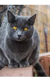 Si regala a malincuore gatto certosino dolcissimo