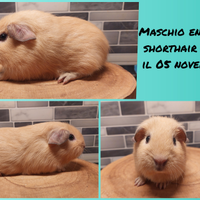 Cucciolo maschio di porcellino d'india