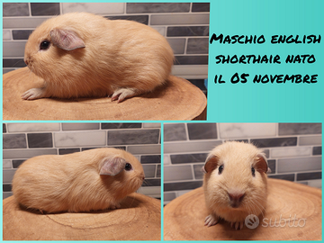 Cucciolo maschio di porcellino d'india