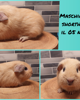 Cucciolo maschio di porcellino d'india