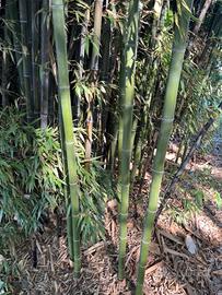 canne bambù, arredo, giardino e orto