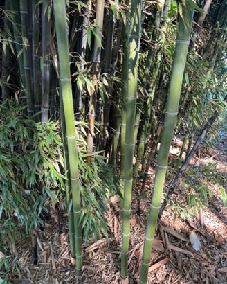 canne bambù, arredo, giardino e orto