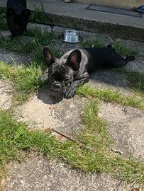 Bulldog francese