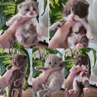 British Shorthair choco/ lilac/ bicolor