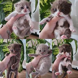 British Shorthair choco/ lilac/ bicolor