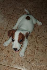 Jack Russell terrier 