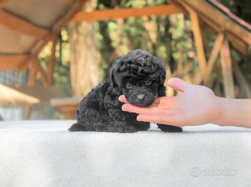 Cucciolo di Barboncino disponibile