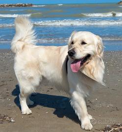 Golden retriever