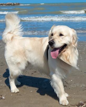 Golden retriever