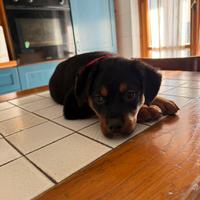 Cucciola di Rottweiler