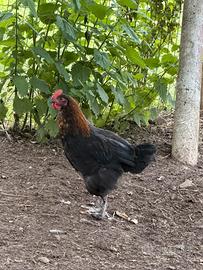 Galetti Marans