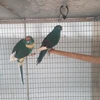 Coppie di kakariki blu