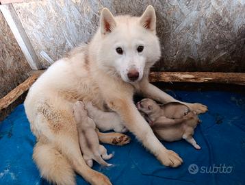Siberian husky cuccioli con pedigree