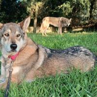 Cuccioli lupo cecoslovacco