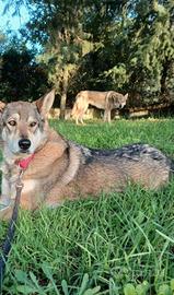 Cuccioli lupo cecoslovacco