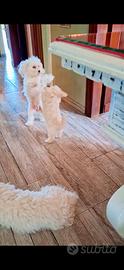 Maltipoo