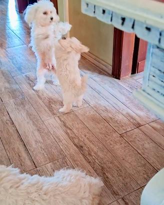 Maltipoo