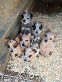 Australian Cattle Dog