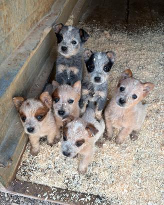 Australian Cattle Dog