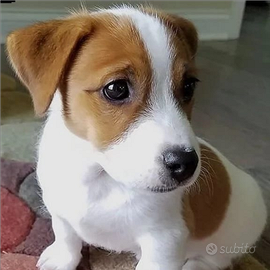 Cuccioli mix jack Russell/beegle
