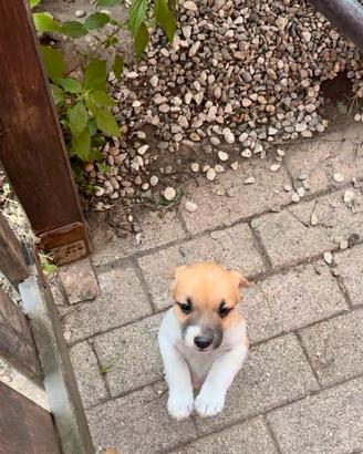 Cucciola Jack Russel