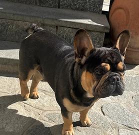 Buldog francese disponibile per monta
