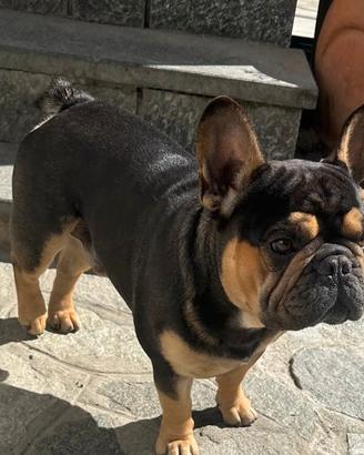 Buldog francese disponibile per monta