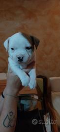 Cuccioli Staffordshire bull terrier / Staffy
