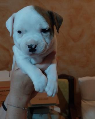 Cuccioli Staffordshire bull terrier / Staffy