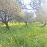 oliveto-in-piena-produzione-sp-11