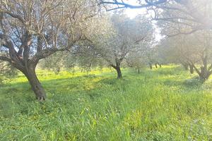 Oliveto in piena produzione SP 11