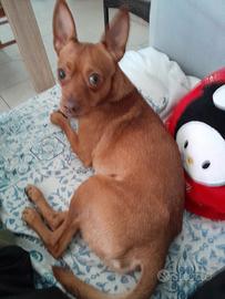 Pinscher maschio pronto per accoppiamento(Bari)